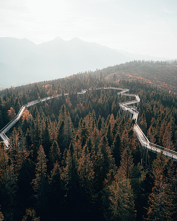 Nature, Trees, Mountains, Road, Forest, Fog, Bridge HD phone wallpaper