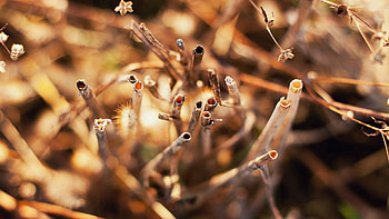 Grass, Macro, Light, Light Coloured, Dry, Sticks, Stick HD wallpaper