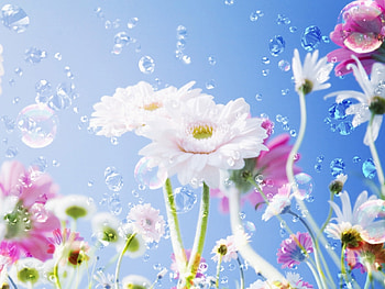 Plants, Flowers HD wallpaper