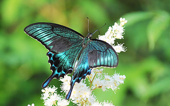 Flowers, Patterns, Macro, Butterfly, Wings HD wallpaper