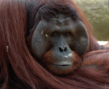 Orangutan male, Animal planet, Strong and powerful, Primate behavior HD wallpaper