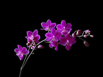 Flower, purple, abstract HD wallpaper
