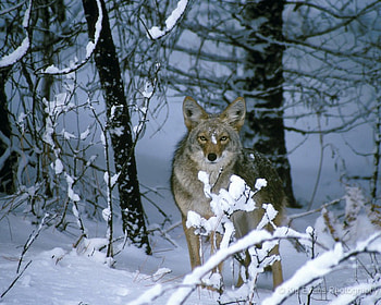 winter wolf, winter, snow, nature, wolf, coyote HD wallpaper