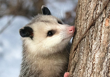 Virginia opossum, Yards ideal visitor, Welcome wildlife, Elmwood park zoo HD wallpaper