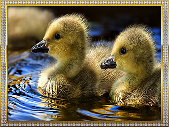 little ducks, ducks, little HD wallpaper