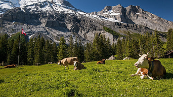 Switzerland mountains cows, Meadow grass tops, Full , switzerland mountains HD wallpaper