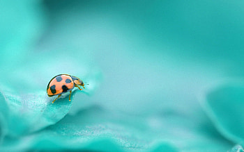 Macro, Surface, Insect, Ladybug, Ladybird HD wallpaper