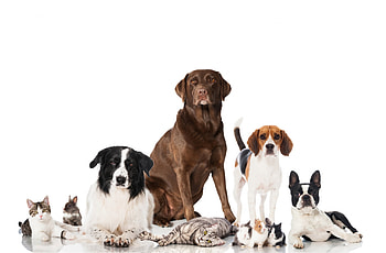 Pets, dog, kitten, animal, white, black, cat, pisica, border collie, pet, caine HD wallpaper