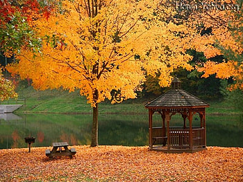 Welcome autumn * For Dreamer girl, autumn, nature, forest, tree HD wallpaper