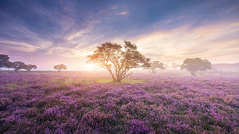 Heath In Bloom, nature, trees HD wallpaper