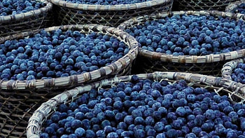 Acai clinical studies, Superfood research, Gluten- recipes, Health benefits HD wallpaper