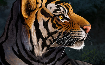 Tiger, year of the tiger, pisici, zodiac, tigru, chinese, cat HD wallpaper