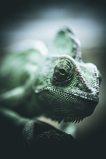 Animals, Eyes, Reptile, Chameleon, Scale, Scales HD phone wallpaper