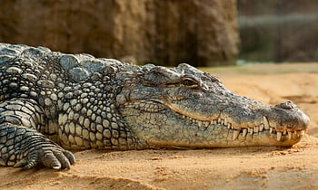 Detailed of a crocodile resting on sand showcasing its textured skin HD wallpaper