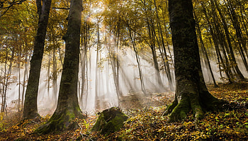 Sunrise at forest, foggy, landscape, grass, forest, sun rays HD wallpaper