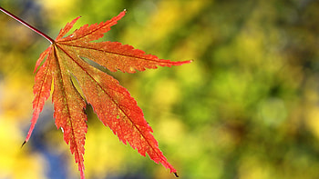 Red leaf, Selective focus, Plant graphy, Nature's artistry HD wallpaper