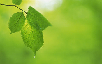 Leaves, Drops, Macro, Carved HD wallpaper