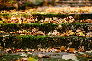 Colorful autumn leaves scattered on moss-covered stone steps outdoors. HD wallpaper