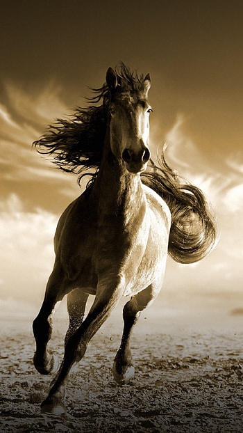 Running horse, Animal , Samsung galaxy, Sony Xperia HD phone wallpaper