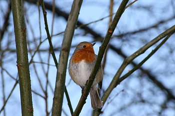 The Proudest Robin, proud, nature, robin, bird HD wallpaper