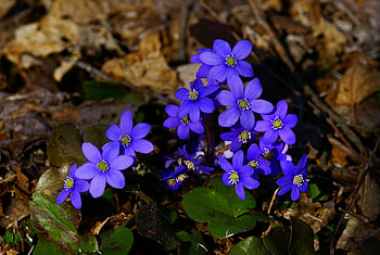 Flowers, Leaves, Branches, Small HD wallpaper