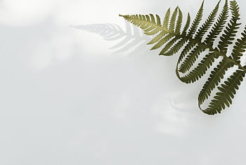 Elegant fern leaf with shadow on a white background, perfect for minimal design aesthetics. HD wallpaper