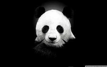 Panda Bear : High Definition : Fullscreen . HD wallpaper