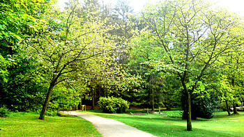 trees, nature, green, park HD wallpaper