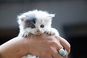 Cute grey and white kitten being held in a hand, showcasing its adorable face. HD wallpaper