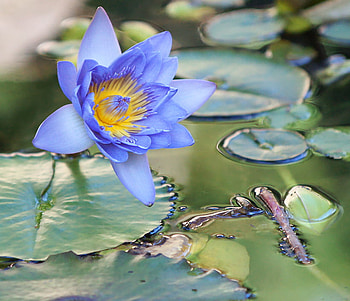water lily, nature, flowers, water, lily HD wallpaper