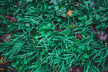 Nature, Grass, Leaves, Drops HD wallpaper