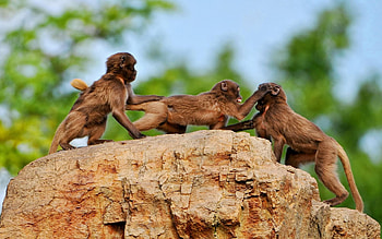 Animals, Monkeys, Rock, Stone, Family, Playful HD wallpaper