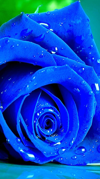 Blue Rose, Rose, Petals, flower HD phone wallpaper
