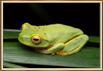 PRETTY FROG, PRETTY, NATURE, FROG HD wallpaper