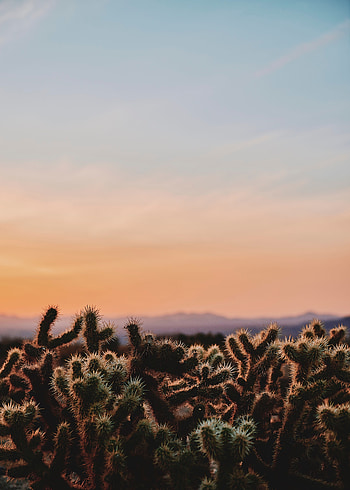 Nature, Desert, Usa, Evening, Wildlife, United States, Barbed, Spiny, Cactus, California, Joshua Three National Park HD phone wallpaper
