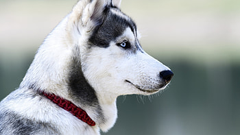 Profile, Siberian Huskies HD wallpaper
