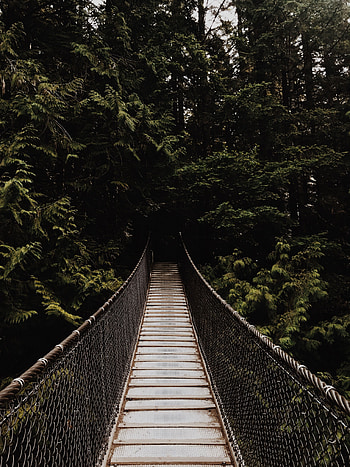 Nature, Trees, Dark, Forest, Bridge, Suspension, Hanging HD phone wallpaper