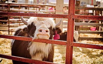 Animals, Background, Farm, Cow HD wallpaper