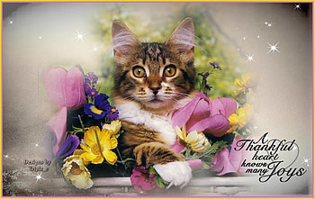 Peek a Boo, pink, yellow, green, floral, cat, flowers HD wallpaper