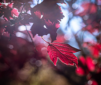 Macro, Glare, Shine, Light, Leaflet HD wallpaper