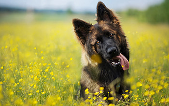Meadow, German Shepherds HD wallpaper