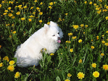 Life is wonderful, dog, content, summer, tongue out, fields, happy, spitz HD wallpaper