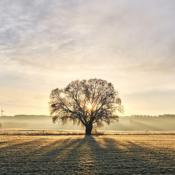 Nature, Sun, Wood, Beams, Rays, Tree, Fog, Branches HD phone wallpaper