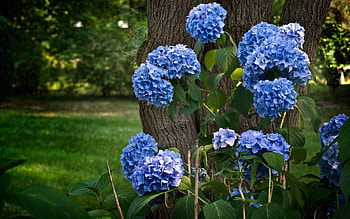 Flowers, Bush, Park, Bloom, Flowering, Greens, Hydrangea HD wallpaper