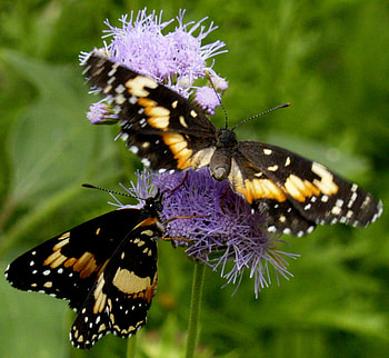 butterflies, nature, flowers, green HD wallpaper