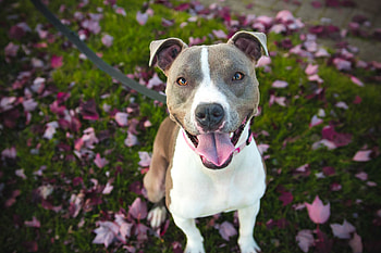 Animals, Dog, Muzzle, Stroll, Pitbull, Pit Bull HD wallpaper
