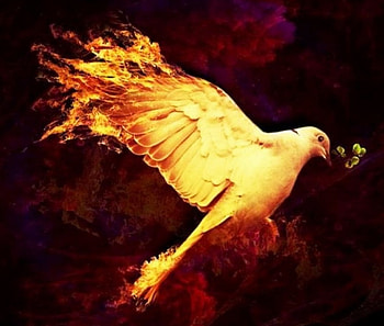 Burning dove, warming, hot, light, illuminating HD wallpaper