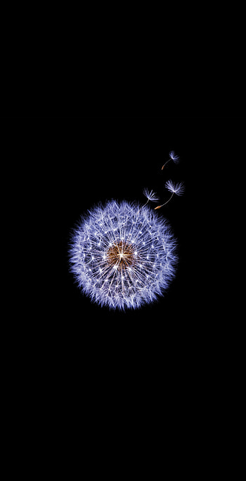 S9 plus, samsung, flower HD phone wallpaper