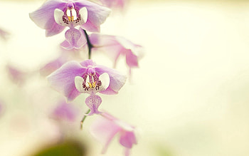 Flower, Plant, Macro, Branch, Orchid HD wallpaper