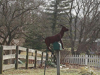 That's one way to get more mail :), picket fence, fence, trees, mailbox, goat HD wallpaper